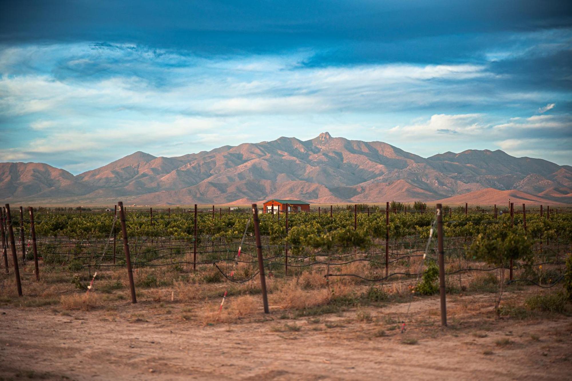 Casa Barbera At Tirrito Farm Villa Willcox Dış mekan fotoğraf
